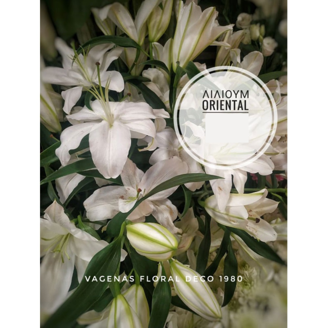 Λίλιουμ Oriental